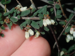Cryptandra intermedia
