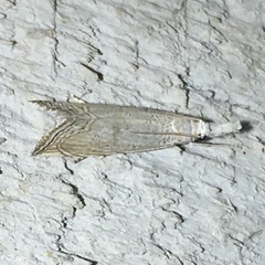 Haimbachia squamulellus