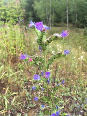 Echium vulgare