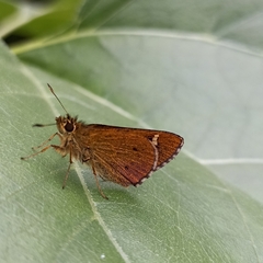 Sovia separata
