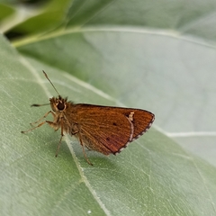 Sovia separata