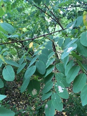 Robinia pseudoacacia