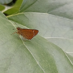 Sovia separata