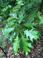Quercus rubra