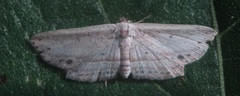 Phalacra