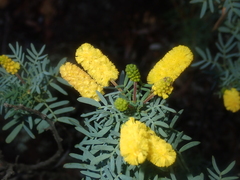 Acacia drummondii