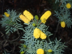 Acacia drummondii