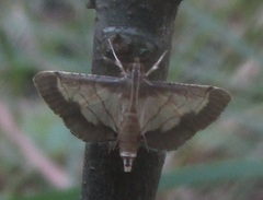 Cnaphalocrocis trebiusalis