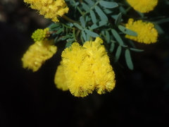 Acacia drummondii