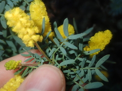 Acacia drummondii