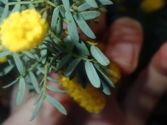 Acacia drummondii