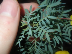 Acacia drummondii