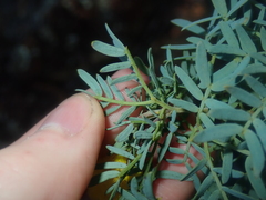 Acacia drummondii