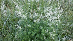 Galium mollugo