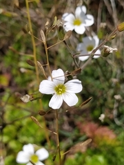 Cherleria circassica
