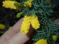 Acacia drummondii
