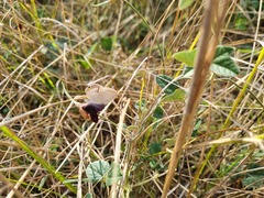 Euchrysops malathana