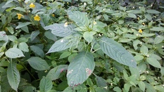 Impatiens parviflora