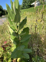 Asclepias syriaca