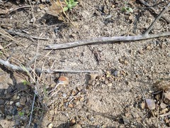 Euchrysops malathana