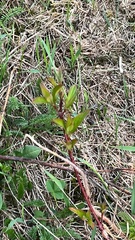 Cornus