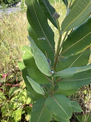 Asclepias syriaca