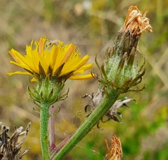 Picris hieracioides