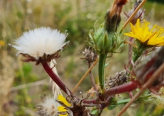 Picris hieracioides