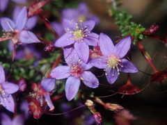 Calytrix leschenaultii