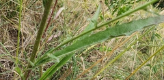 Picris hieracioides