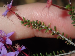 Calytrix leschenaultii