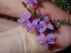 Calytrix leschenaultii