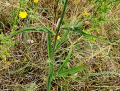 Picris hieracioides