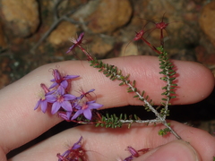 Calytrix leschenaultii