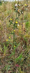 Picris hieracioides