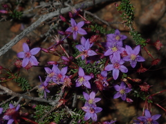 Calytrix leschenaultii