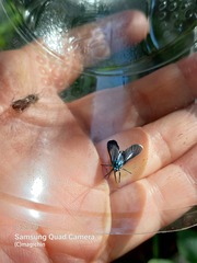 Uranophora terminalis