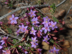 Calytrix leschenaultii