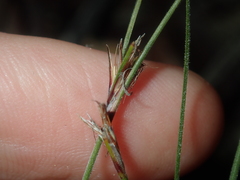 Schoenus subflavus