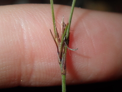 Schoenus subflavus
