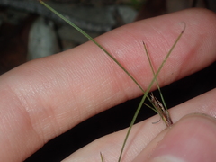 Schoenus subflavus