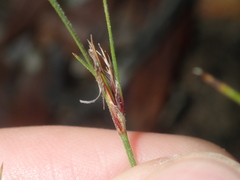 Schoenus subflavus
