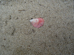 Septifer bilocularis