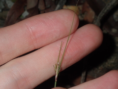 Schoenus subflavus