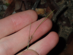 Schoenus subflavus