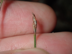 Schoenus subflavus
