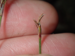 Schoenus subflavus