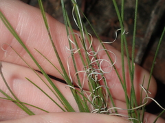 Schoenus subflavus