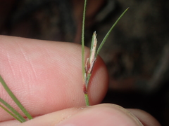 Schoenus subflavus