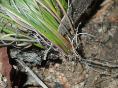 Schoenus subflavus